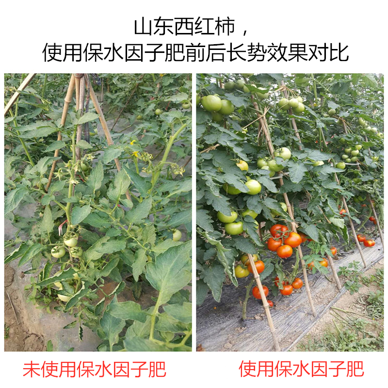 山東西紅柿，使用保水因子肥前后長(zhǎng)勢(shì)效果對(duì)比