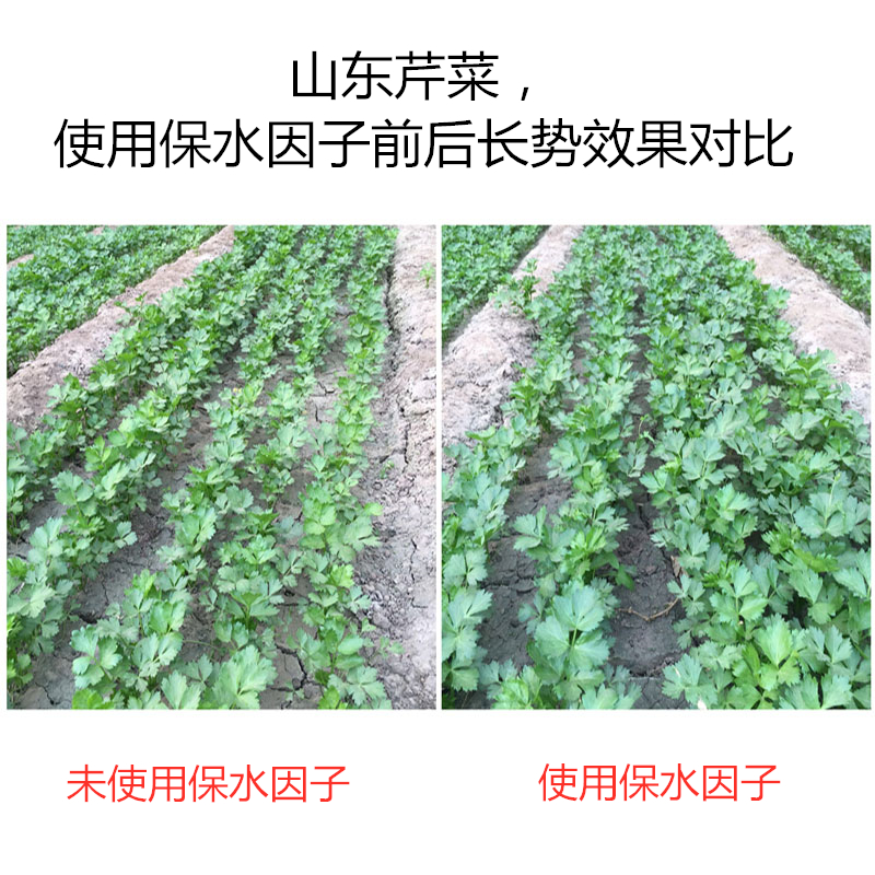 山東芹菜，使用保水因子前后長(zhǎng)勢(shì)效果對(duì)比