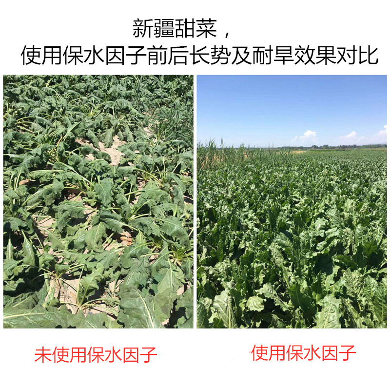 新疆甜菜，使用保水因子前后長(zhǎng)勢(shì)及耐旱效果對(duì)比