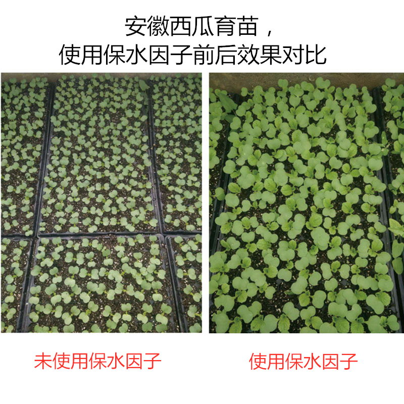 安徽西瓜育苗，使用保水因子前后效果對(duì)比