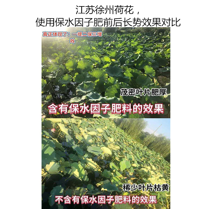 江蘇徐州荷花，使用保水因子肥前后長(zhǎng)勢(shì)效果對(duì)比
