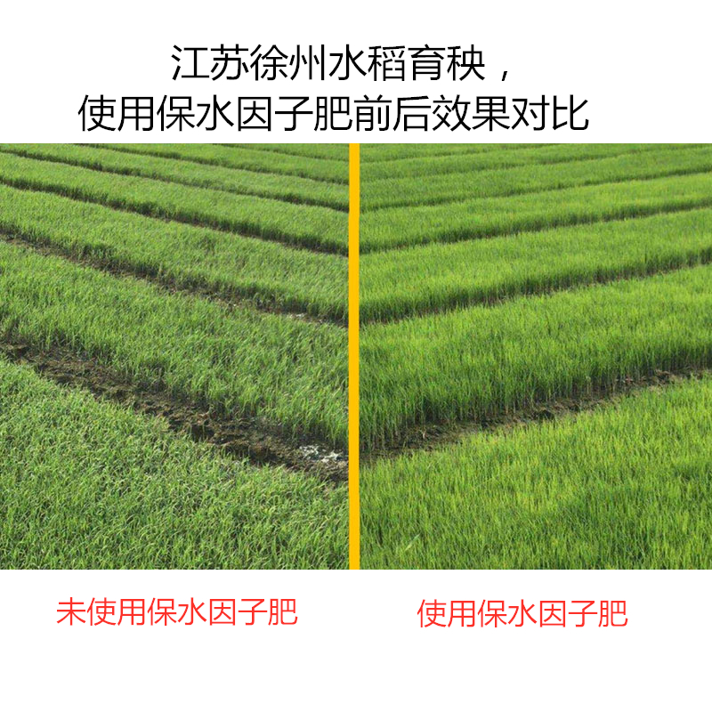 江蘇徐州水稻育秧，使用保水因子肥前后效果對(duì)比